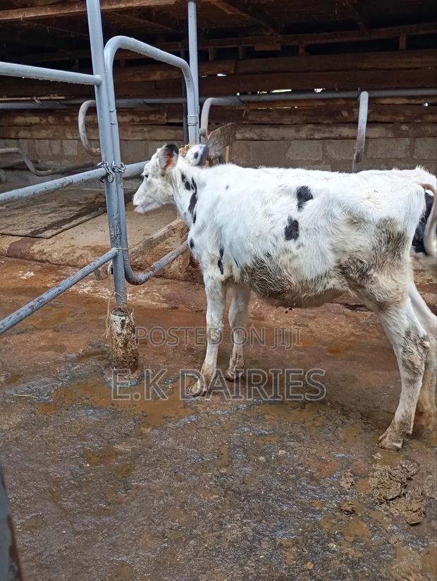 5 Months Old Heifer - thumbnail 3