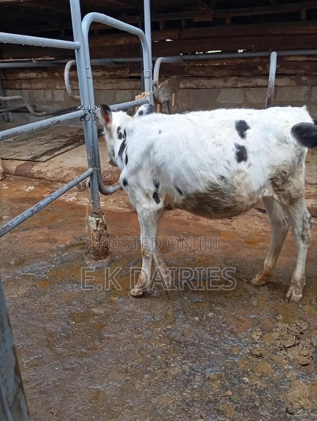 5 Months Old Heifer - thumbnail 4