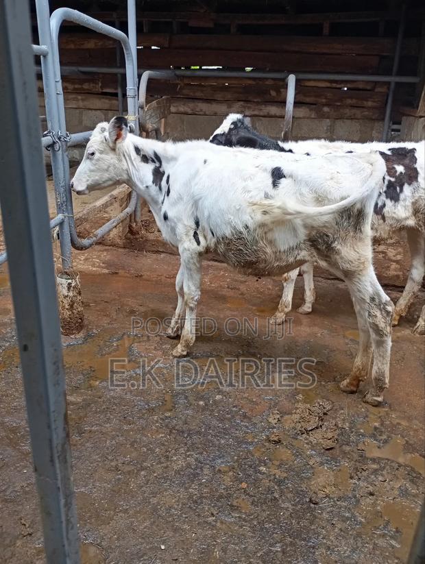 5 Months Old Heifer - thumbnail 5