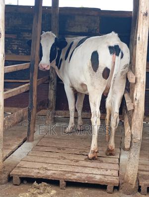 Perdigree 7 Months Incalf Heifer - thumbnail 2