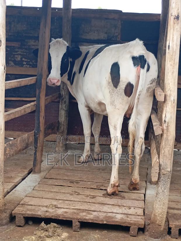 Perdigree 7 Months Incalf Heifer - main view