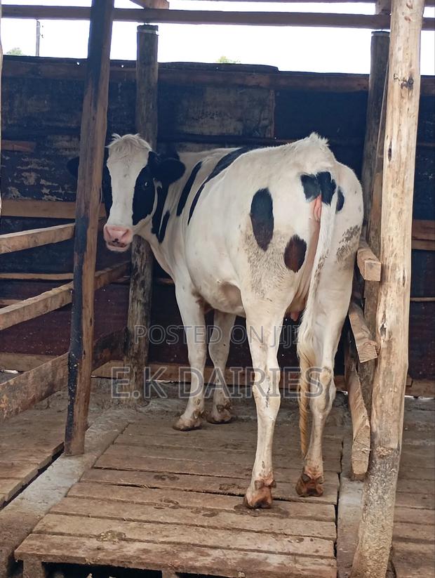 Perdigree 7 Months Incalf Heifer - thumbnail 3