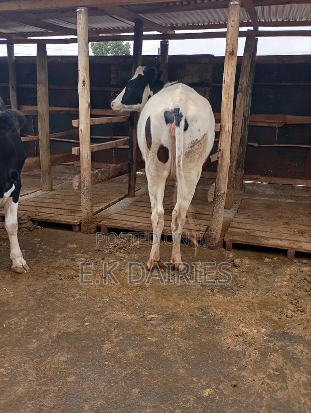 Perdigree 7 Months Incalf Heifer - thumbnail 4