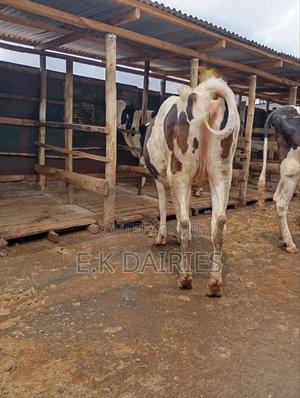 6 7 Months Incalf Heifers - thumbnail 2