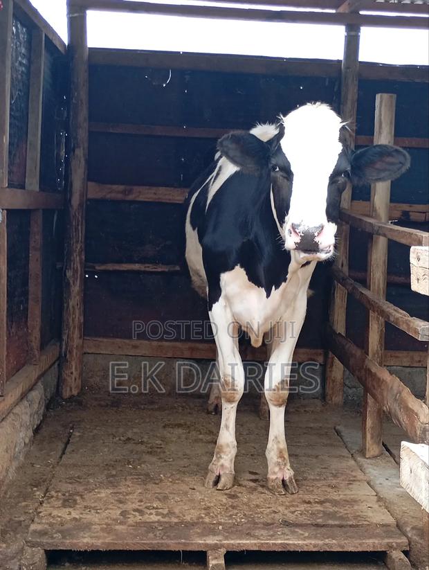 6 7 Months Incalf Heifers - thumbnail 4