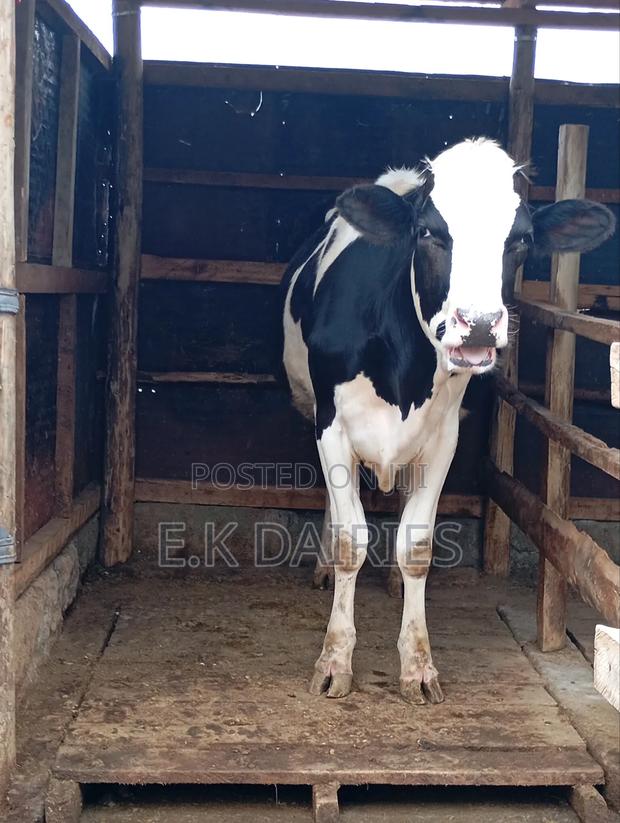 6 7 Months Incalf Heifers - thumbnail 5