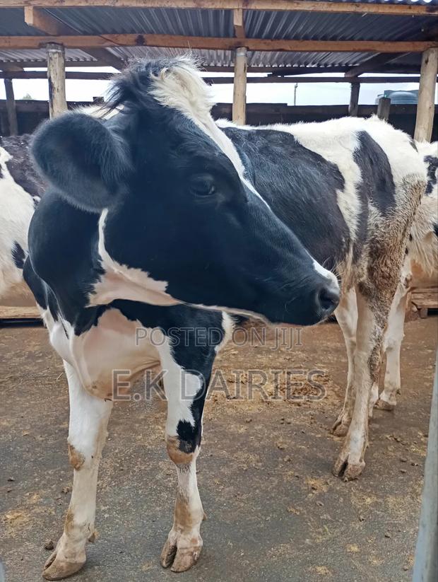 6 7 Months Incalf Heifers - thumbnail 7