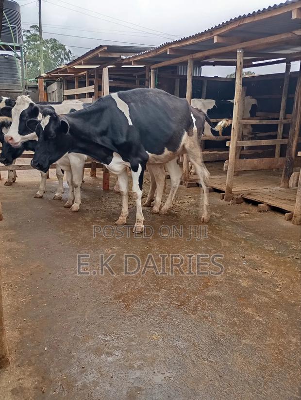 6 7 Months Incalf Heifers - thumbnail 8
