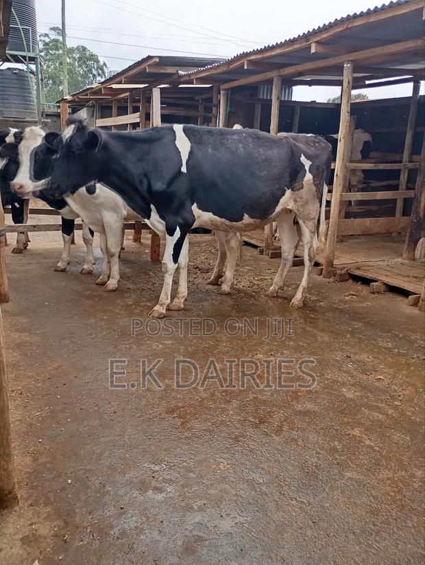 6 7 Months Incalf Heifers - thumbnail 9