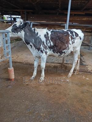 7 Months Old Perdigree Heifer - thumbnail 2