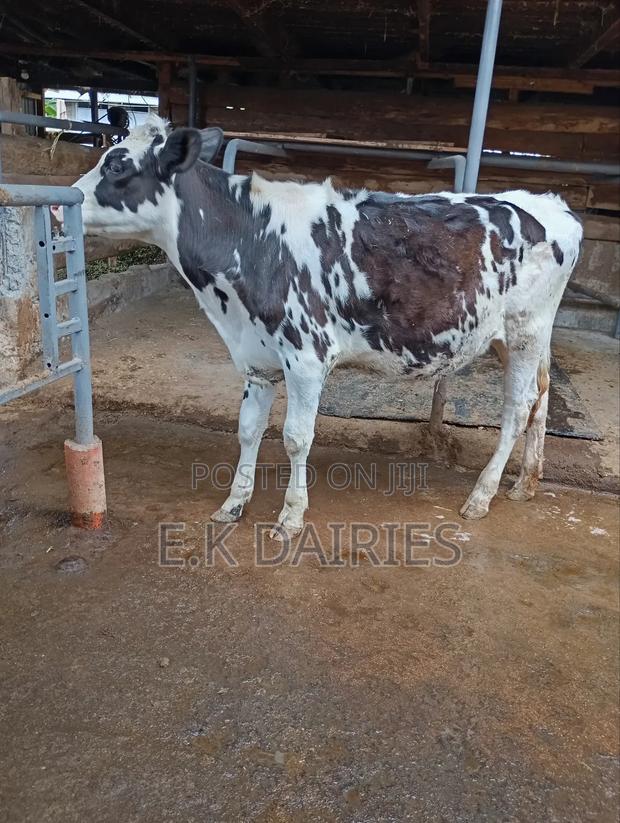 7 Months Old Perdigree Heifer - thumbnail 3