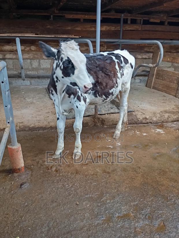 7 Months Old Perdigree Heifer - thumbnail 4