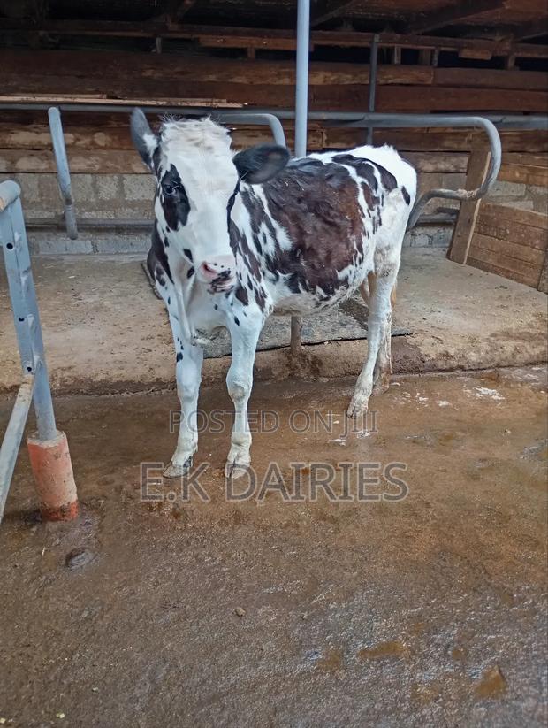 7 Months Old Perdigree Heifer - thumbnail 5