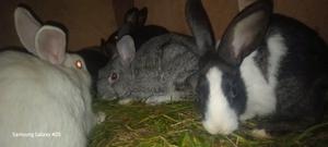 Rabbit on Sell - thumbnail 2