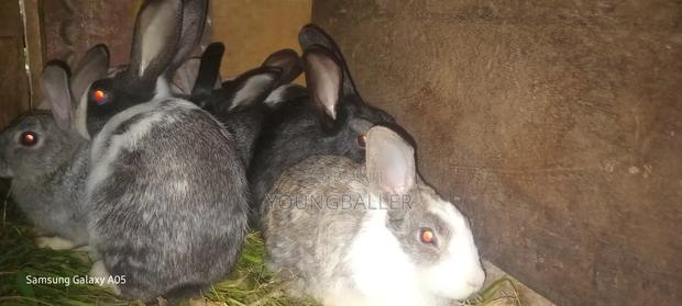 Rabbit on Sell - thumbnail 3