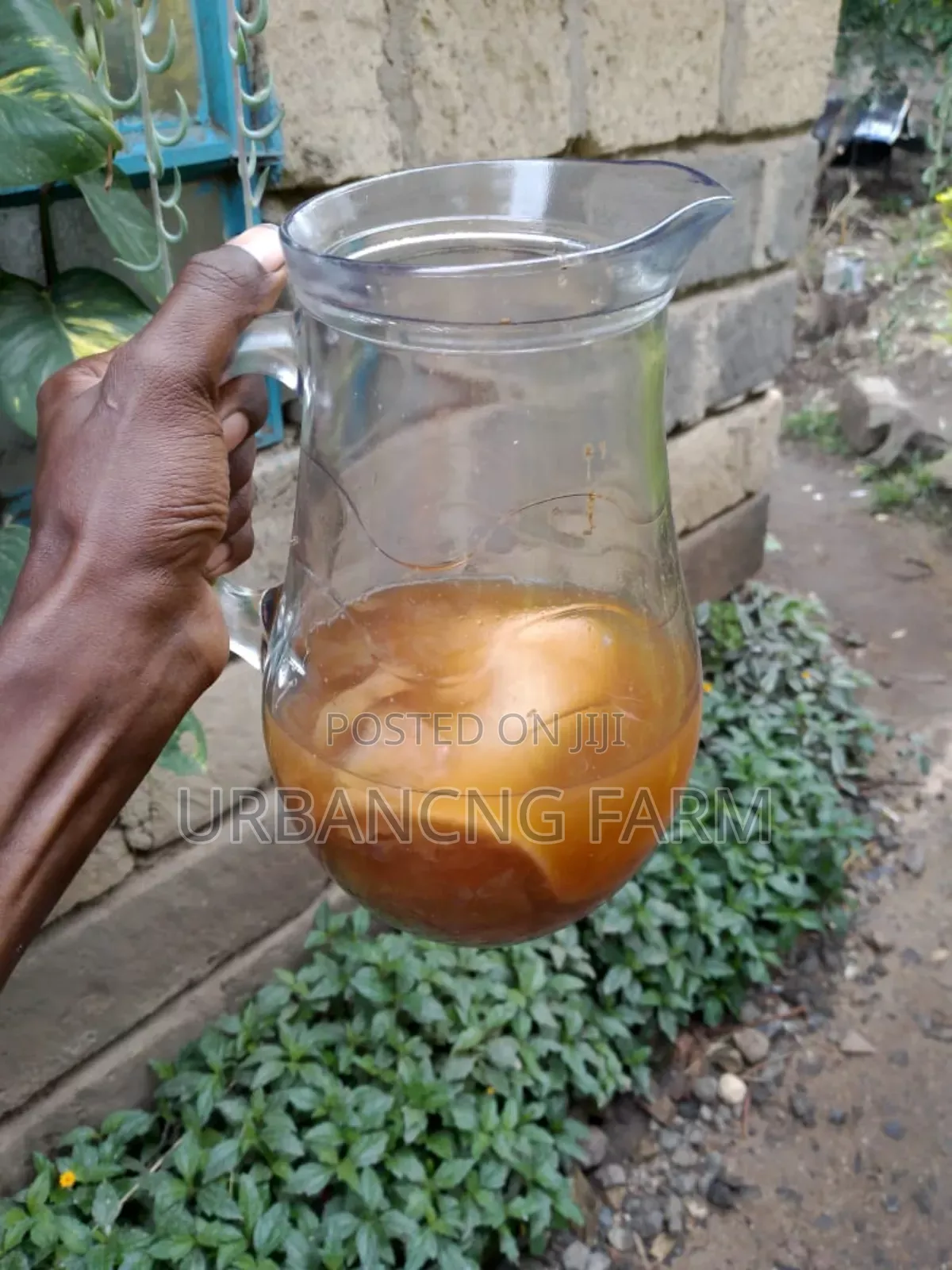 Fresh Kombucha Scoby