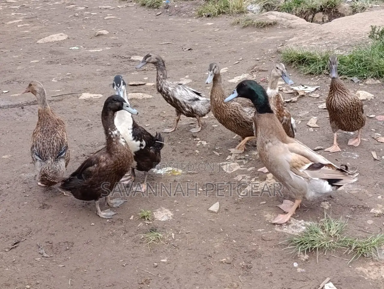 Rouen, or Rhone Duck Mature Male or Females
