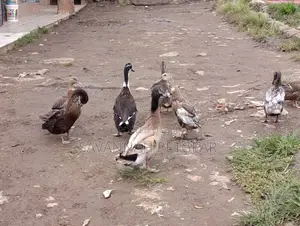 Rouen, or Rhone Duck Mature Male or Females