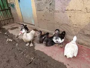 Muscovy Duck Mature Females