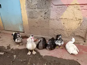 Muscovy Duck Mature Females