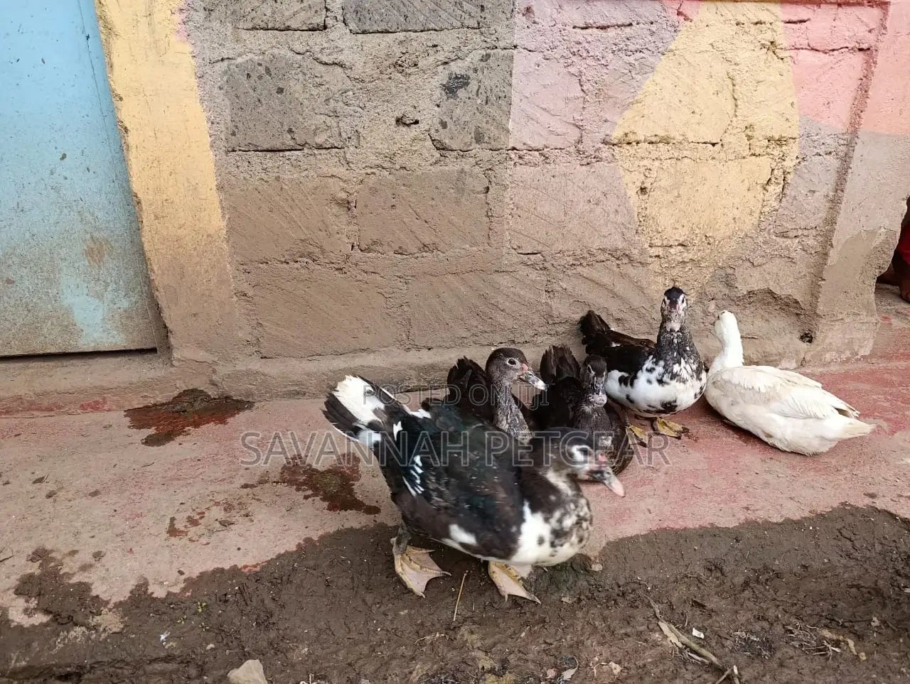 Muscovy Duck Mature Females
