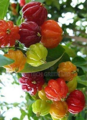 Brazilian Cherry - main view