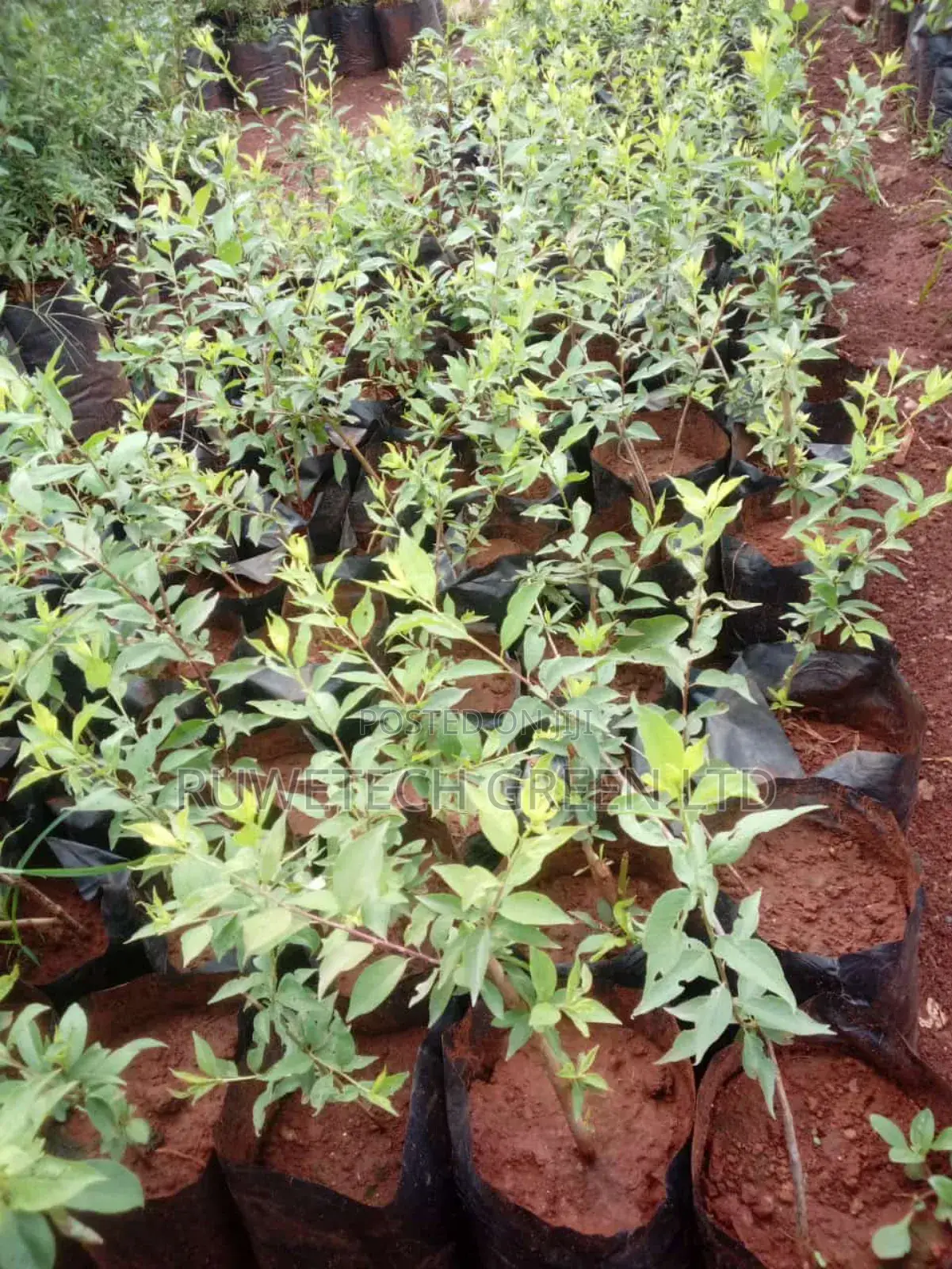 Plums Seedlings