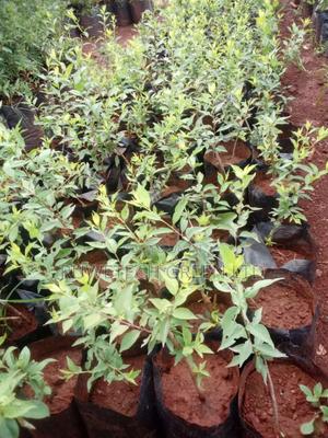 Plums Seedlings - main view