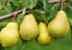 Pear/Pearl Seedlings - main view