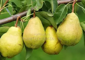 Pear/Pearl Seedlings