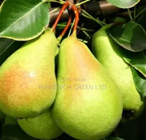 Pear/Pearl Seedlings