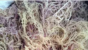 Sea Moss Whole