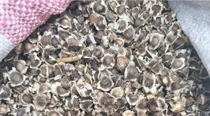 Moringa Seeds for Consumption. - thumbnail 2