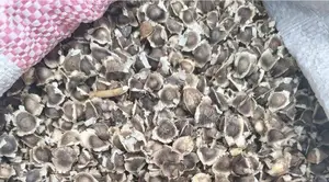 Moringa Seeds for Consumption.