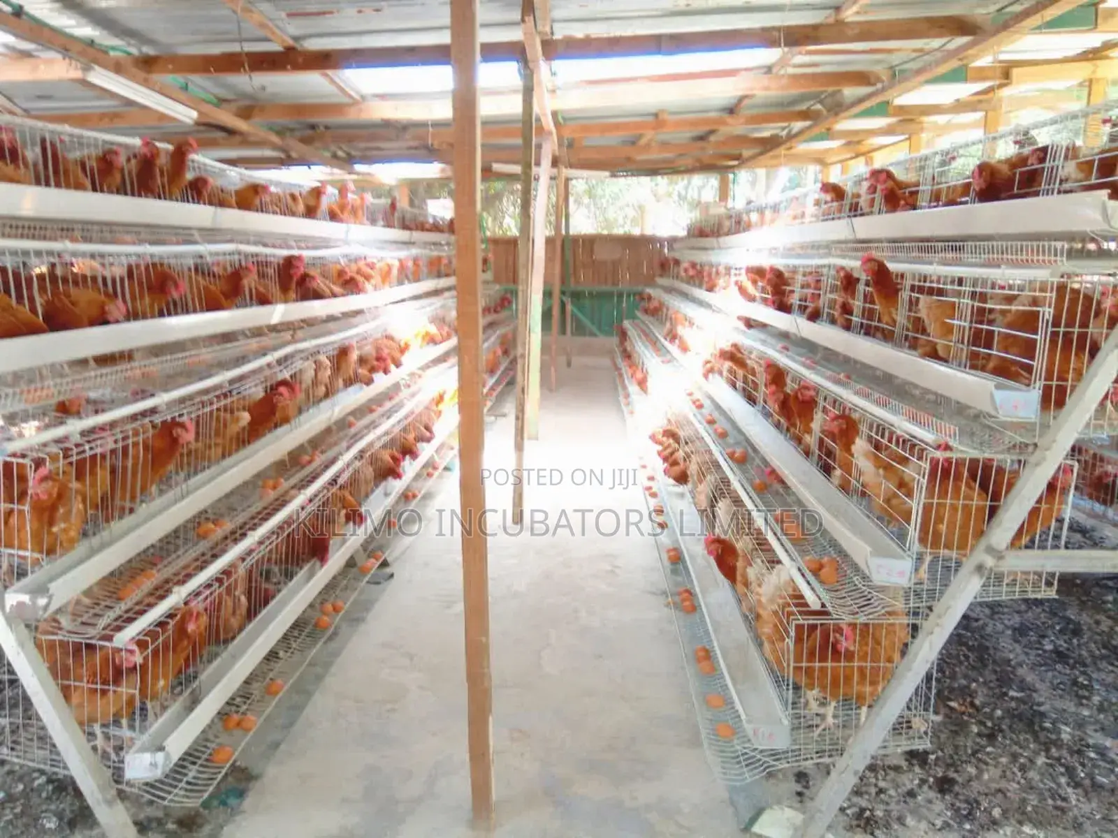 Chicken Cages a-Type 128 Birds Holds