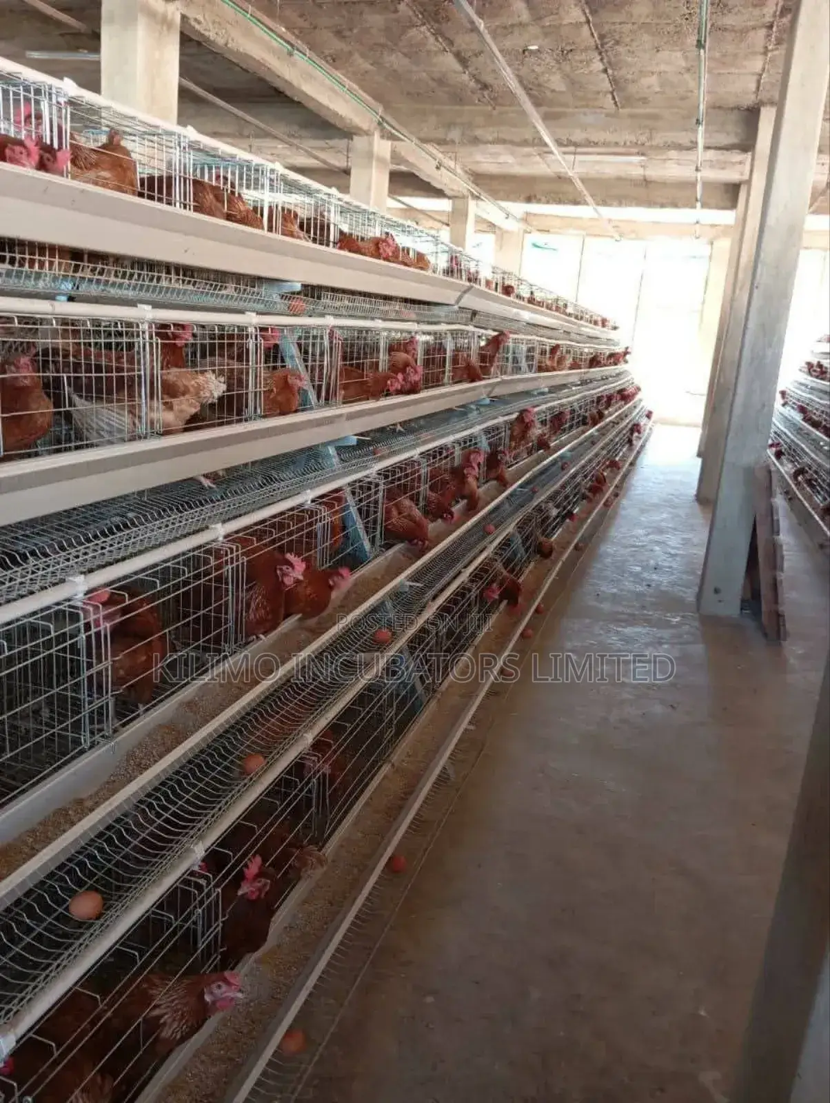 Chicken Cages a-Type 128 Birds Holds