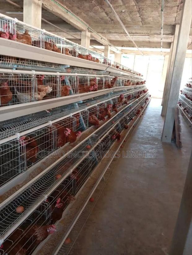 Chicken Cages a-Type 128 Birds Holds - thumbnail 3