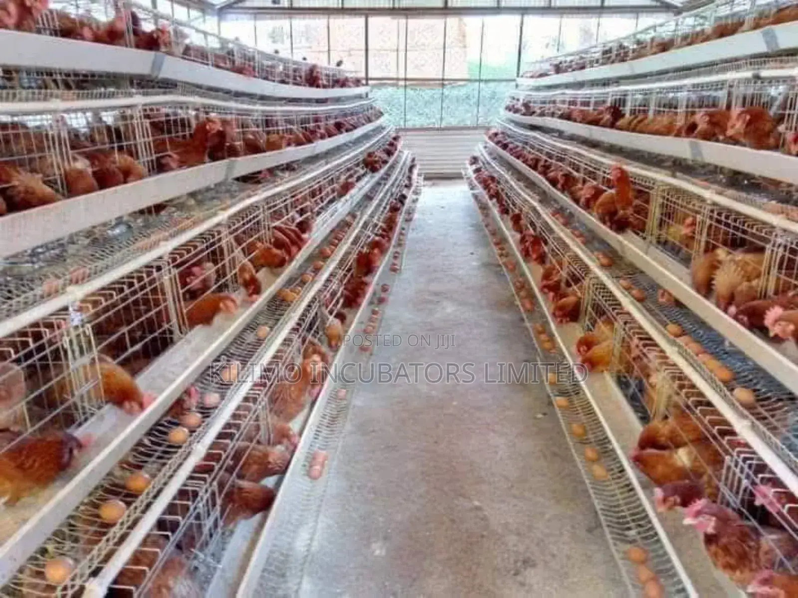 Chicken Cages a-Type 128 Birds Holds