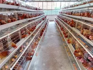 Chicken Cages a-Type 128 Birds Holds