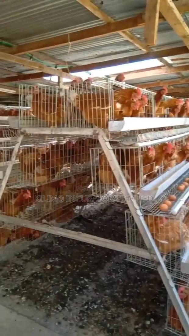 Chicken Cages a-Type 128 Birds Holds - thumbnail 6