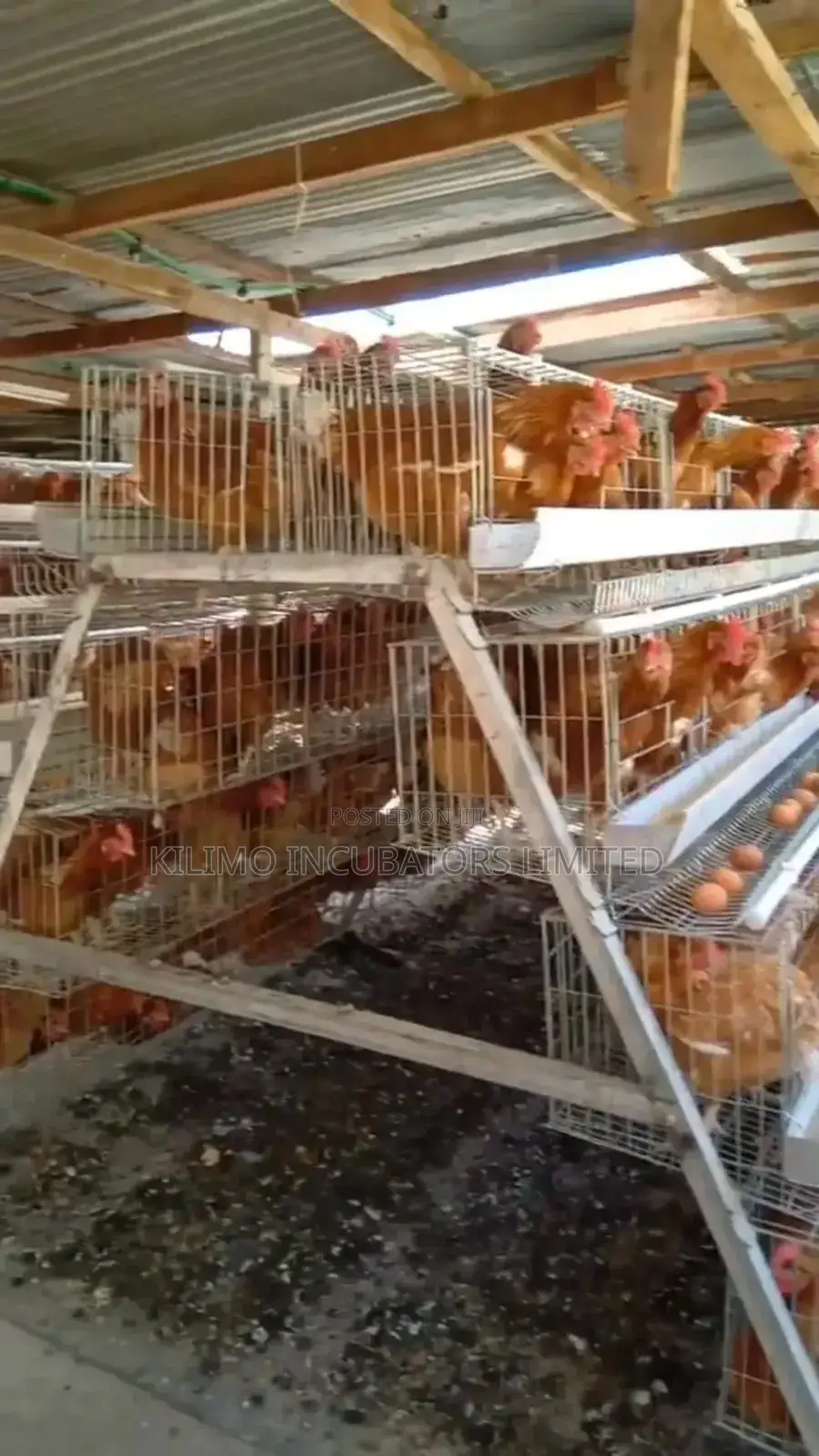 Chicken Cages a-Type 128 Birds Holds