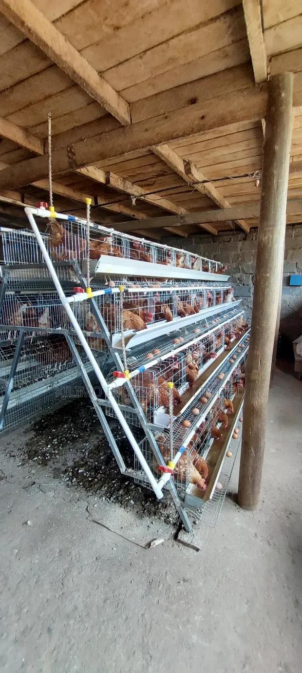 Chicken Cages a-Type 128 Birds Holds - thumbnail 7