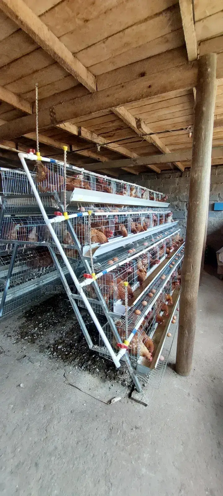 Chicken Cages a-Type 128 Birds Holds
