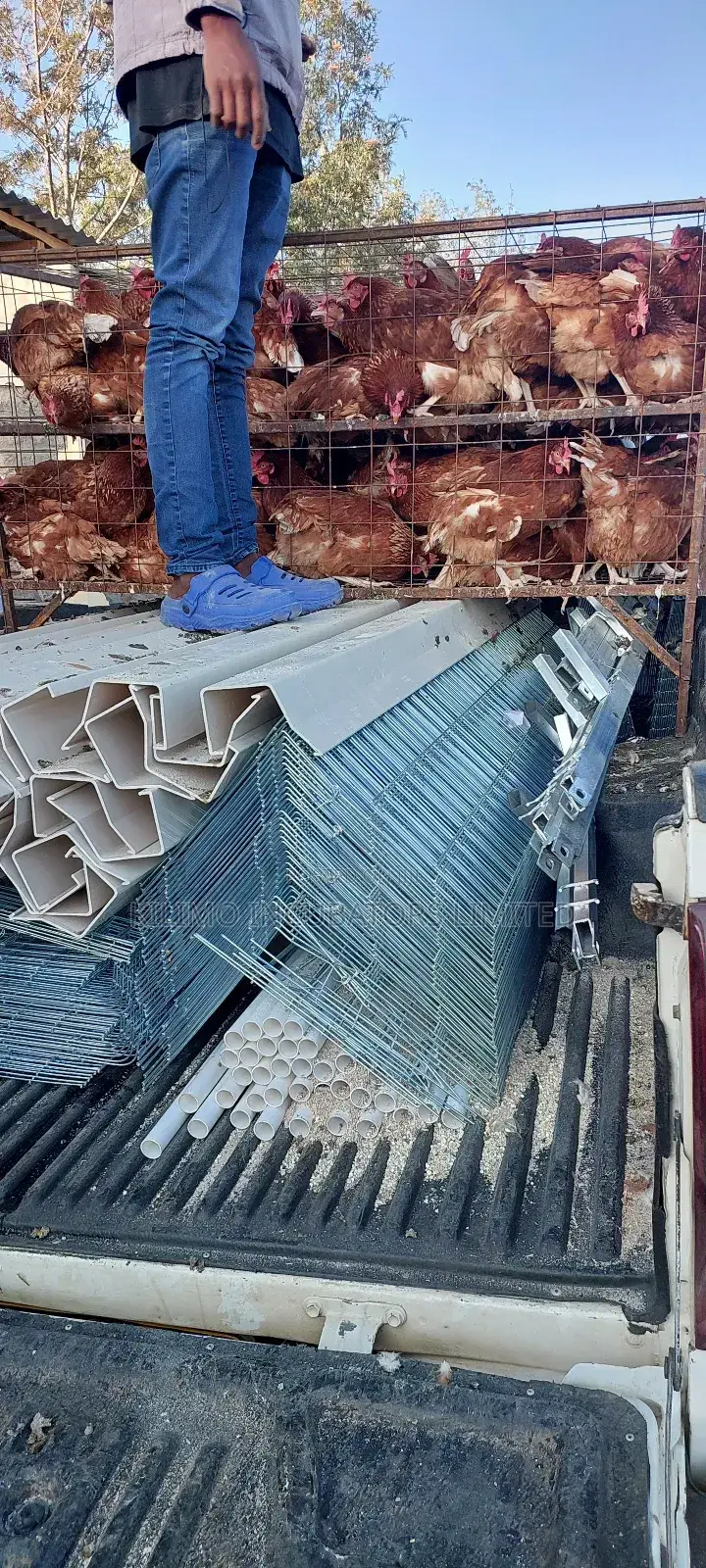 Chicken Cages a-Type 128 Birds Holds