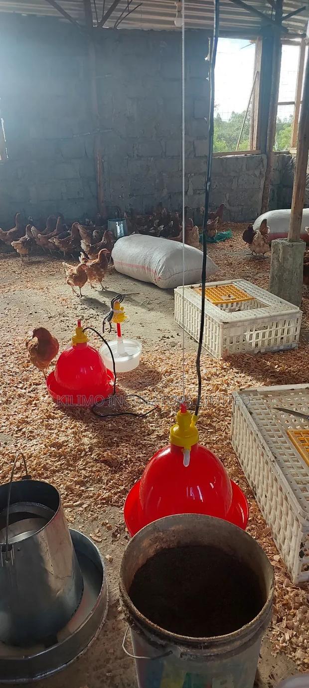 Automatic Bell Drinkers - thumbnail 9