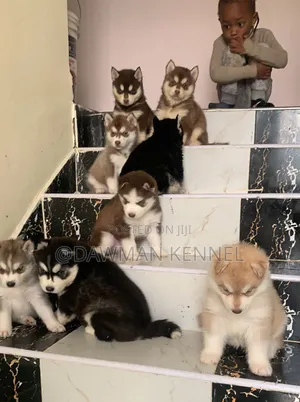 1-3 months Male Purebred Siberian Husky