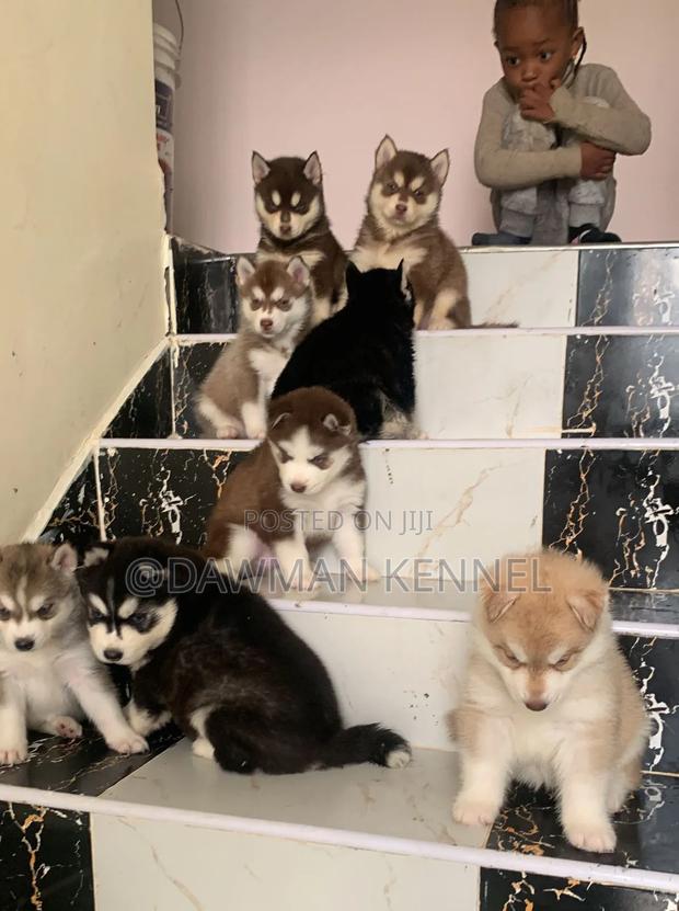 1-3 months Male Purebred Siberian Husky