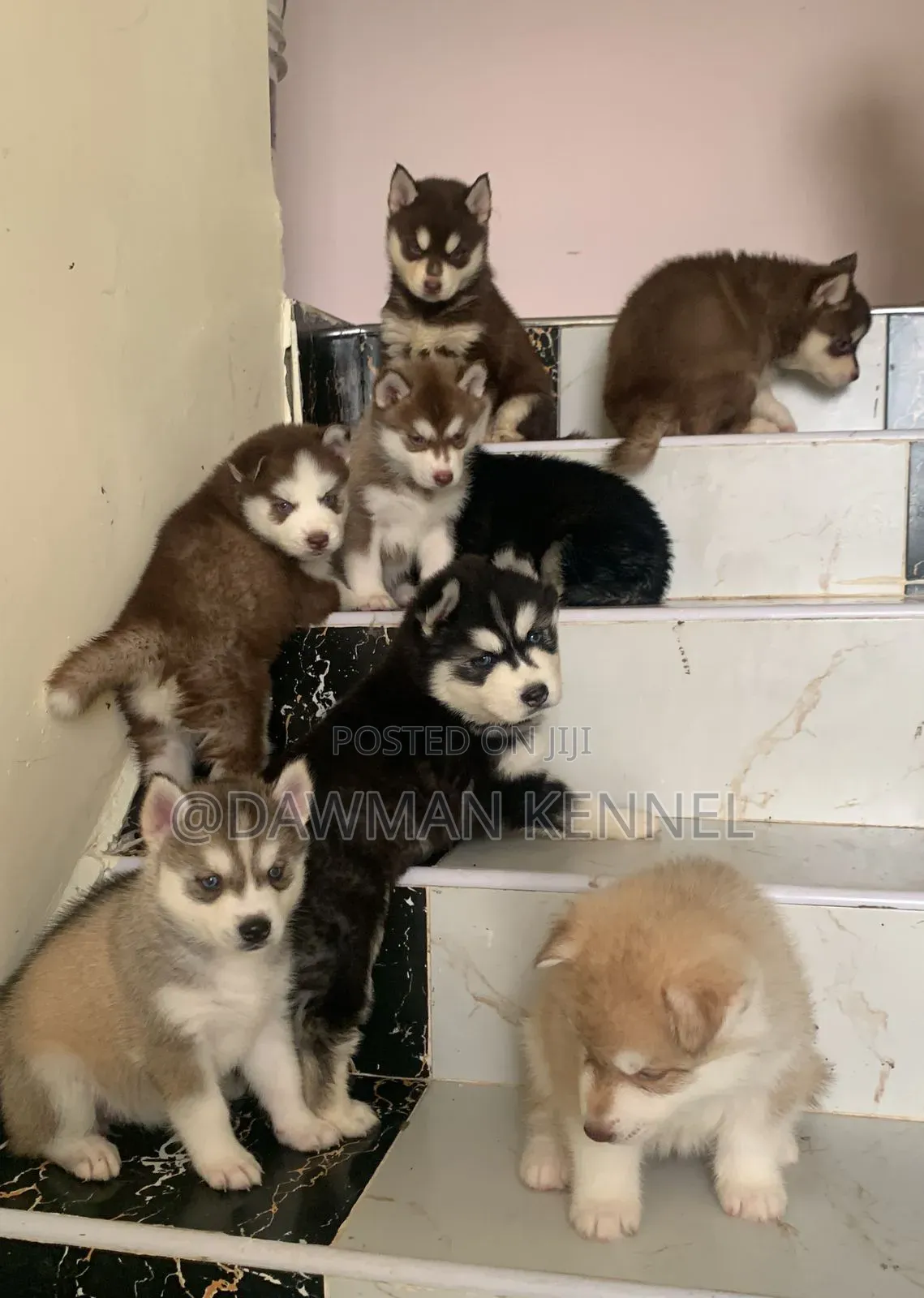 1-3 months Male Purebred Siberian Husky