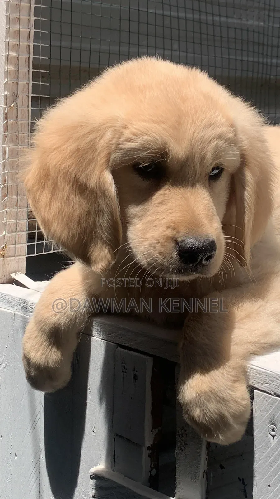 1-3 months Male Purebred Golden Retriever