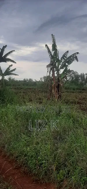 Controlled 100x100 Plots in Thika